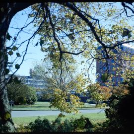 Through a tree, a view of the George Forbes and Hilgendorf buildings in 1978