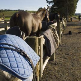 Telford Equine yard