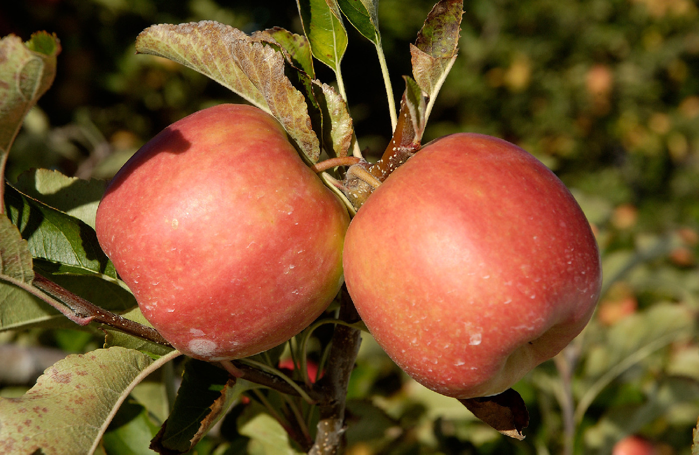 18 April 1986
Research awarded to Lincoln College to investigate fruit pests