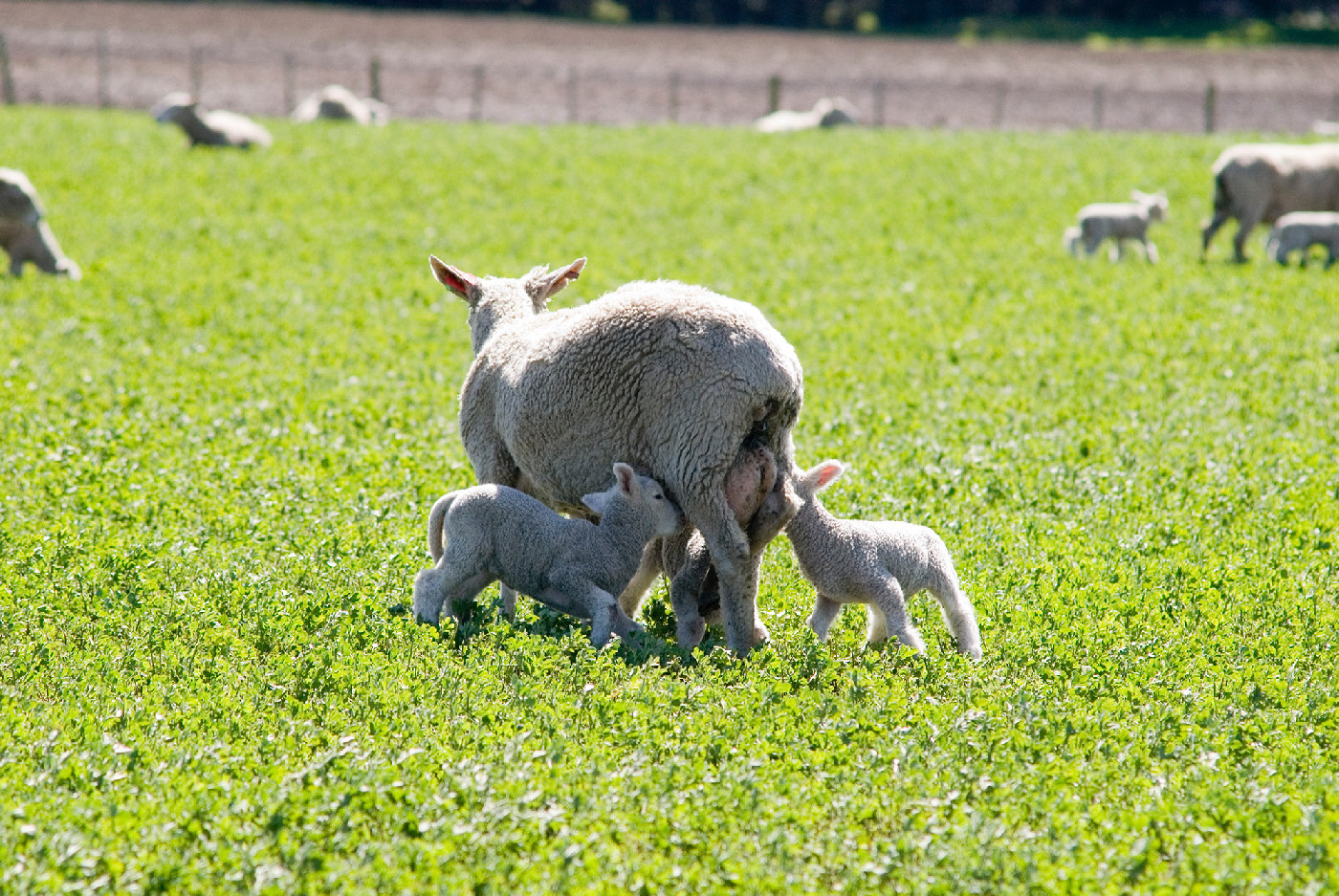 30 May 1983
Workshops to be held on lamb growth 