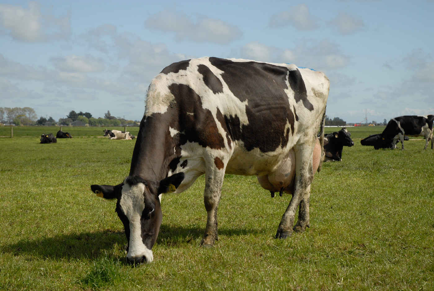 1 Jun 1983
The influence of farming radio broadcasts