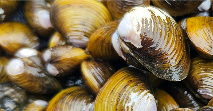 02 December 2025
Gold clam invasion in NZ threatens drinking water for millions of people