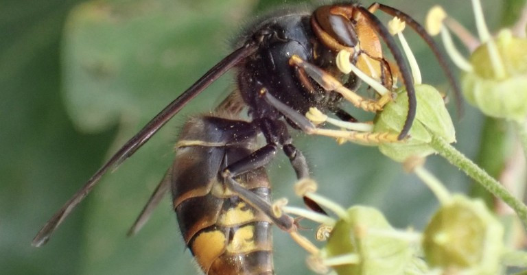 18 December 2025
Yellow-legged hornet won't be the last: The importance of bioprotection