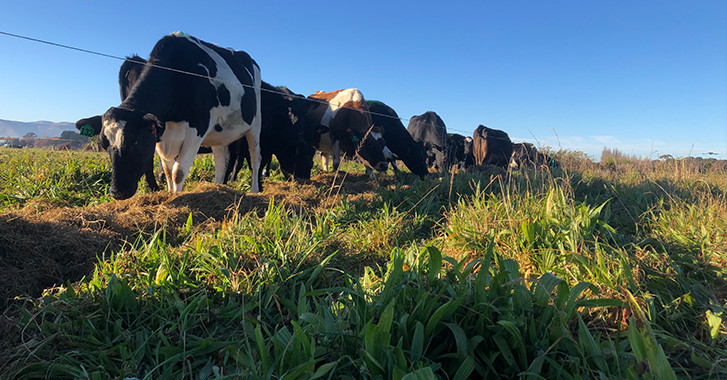 06 January 2025
Balancing nitrogen: science-backed solutions for dairy farmers