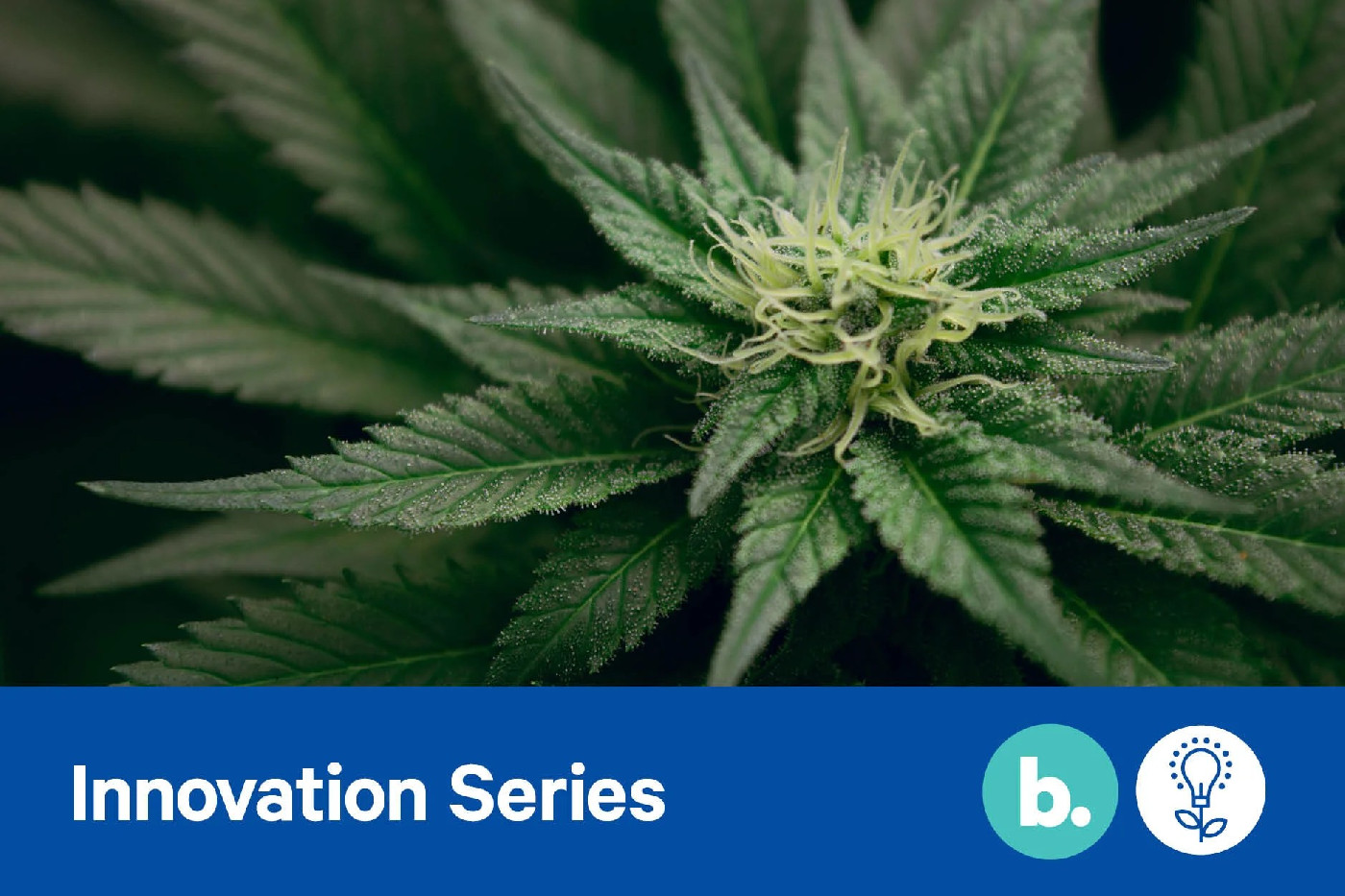 26 May 2022 
Is Cannabis the next big hit?