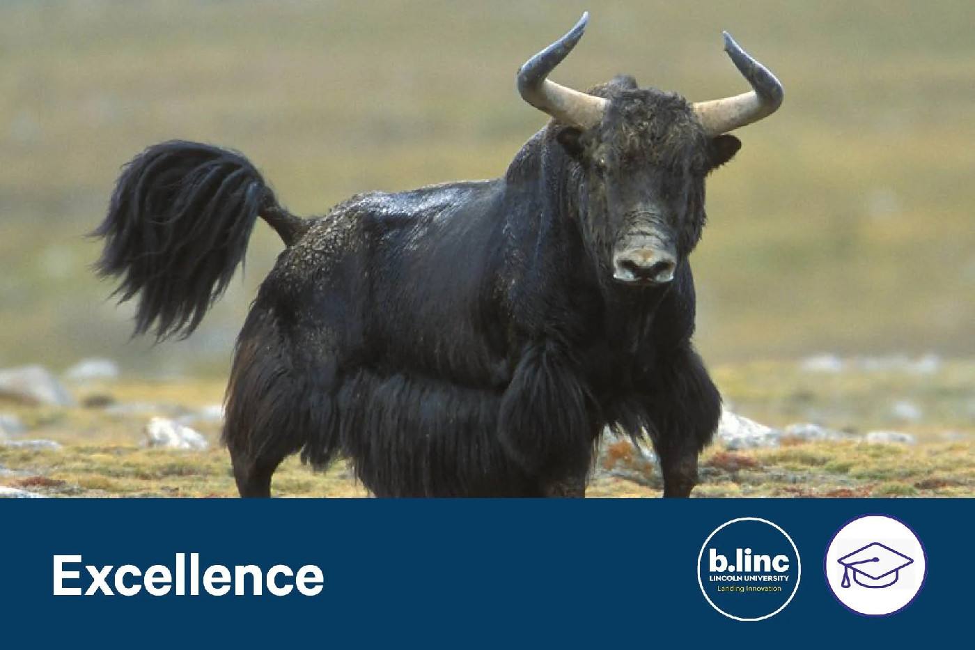 23 October 2024
A Yaks&rsquo; Tale: Grassland Production on the Qinghai-Tibet Plateau