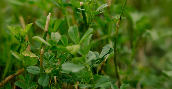 24 March 2026
From research to real-world results: farmers embrace lucerne advice