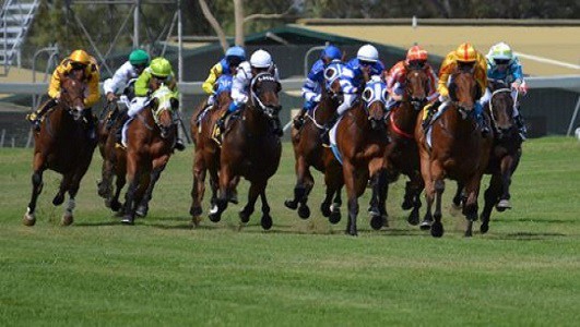 Lincoln University research shows similarities between overtraining in racehorses and human middle-distance runners 