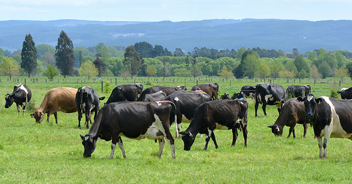 16 April 2026 
Climate change reshapes the economics of New Zealand&rsquo;s dairy industry