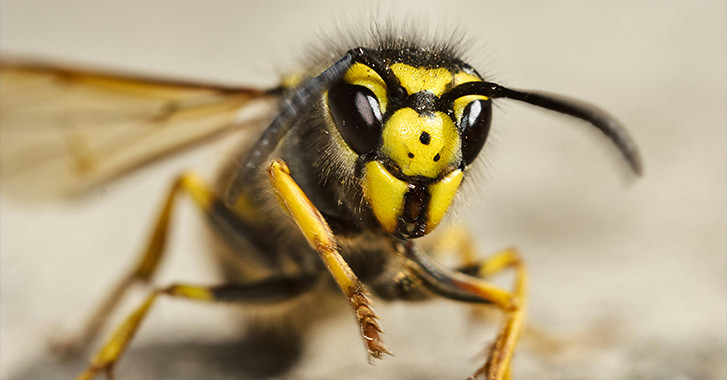 30 April 2026 
Study highlights biosecurity risks of invasive wasps in the South Pacific