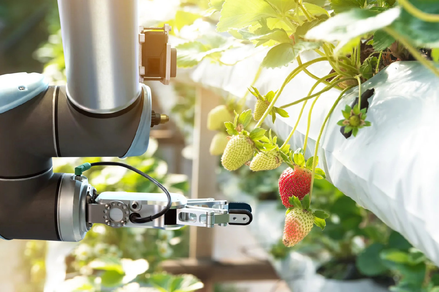 Lincoln University Centers of Excellence in
Transformative Agribusiness