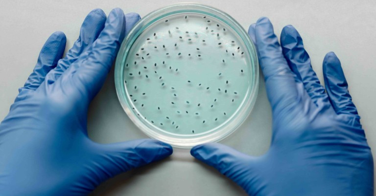 02 June 2026 
Professor Amanda Black contributes to national gene technology resources