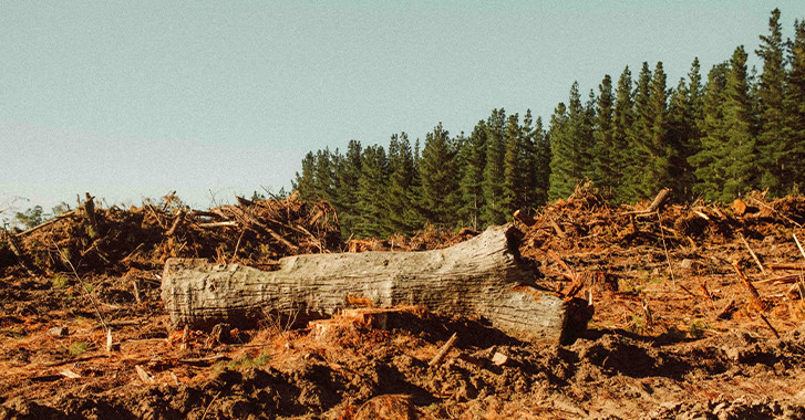 08 June 2026 
The Conversation: New forestry rules promise consistency. Will they also increase environmental risk?