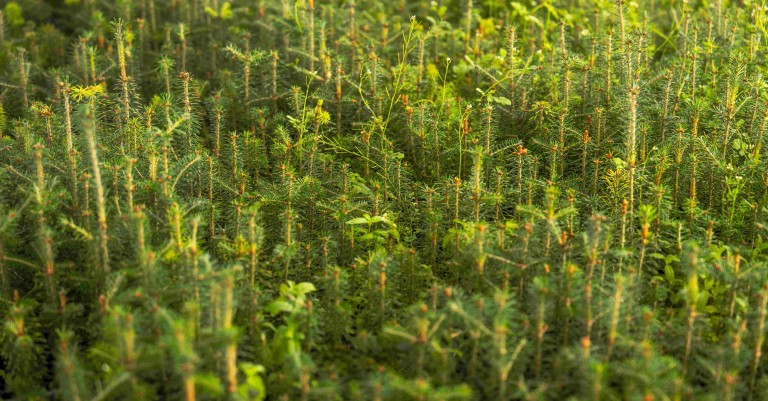 15 June 2026 
Smart Ideas extension supports innovative fight against pine tree disease