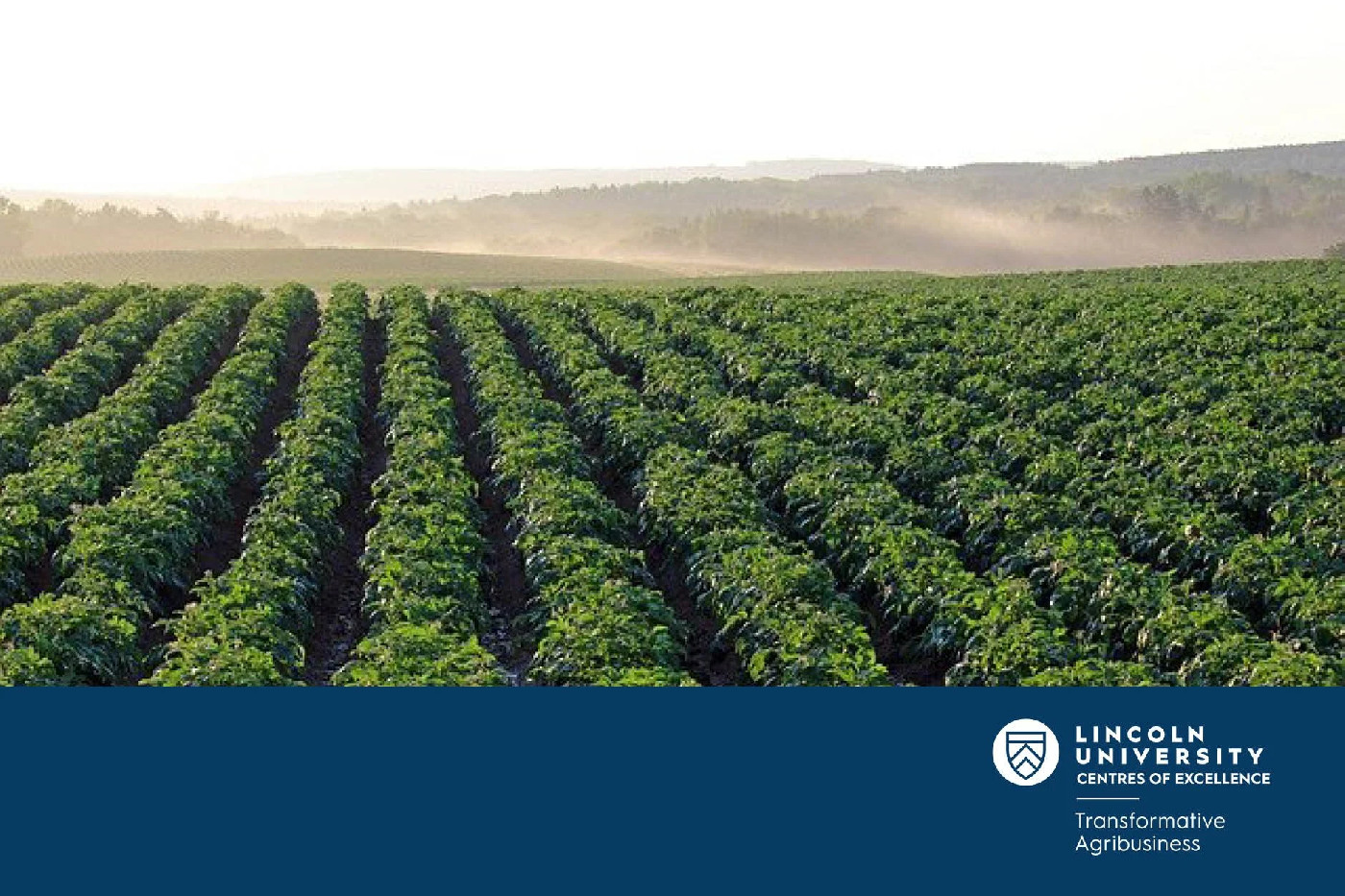 25 February 2025
Harnessing Integrated Pest Management for Sustainable Potato Production