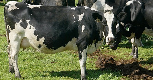 10 May 2013
Cows are messy eaters - where does the mess go?