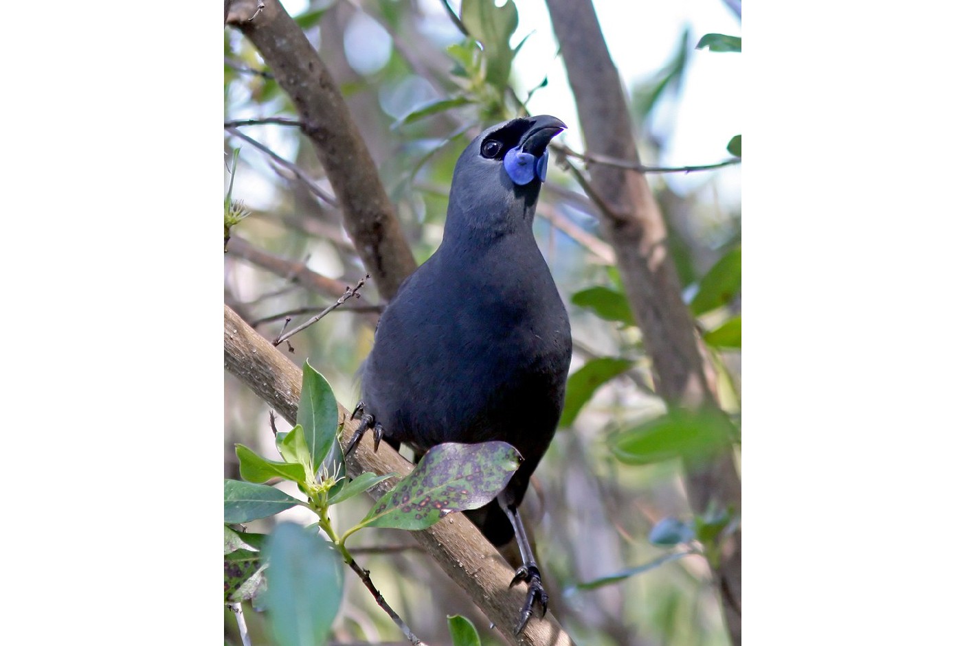 North Island kōkako by Dr David Bradley