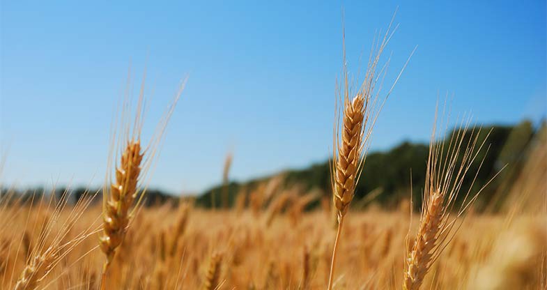 01 July 2013
Growing the country and shrinking waistlines: Lincoln University opens new food research centre 