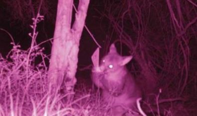 A curious possum investigates a WaxTag®