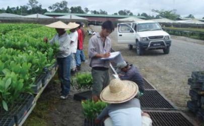 28 November 2013
Trichoderma still tops 