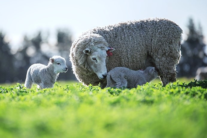 2 December 2013
Push to eradicate genetic disease within four years 