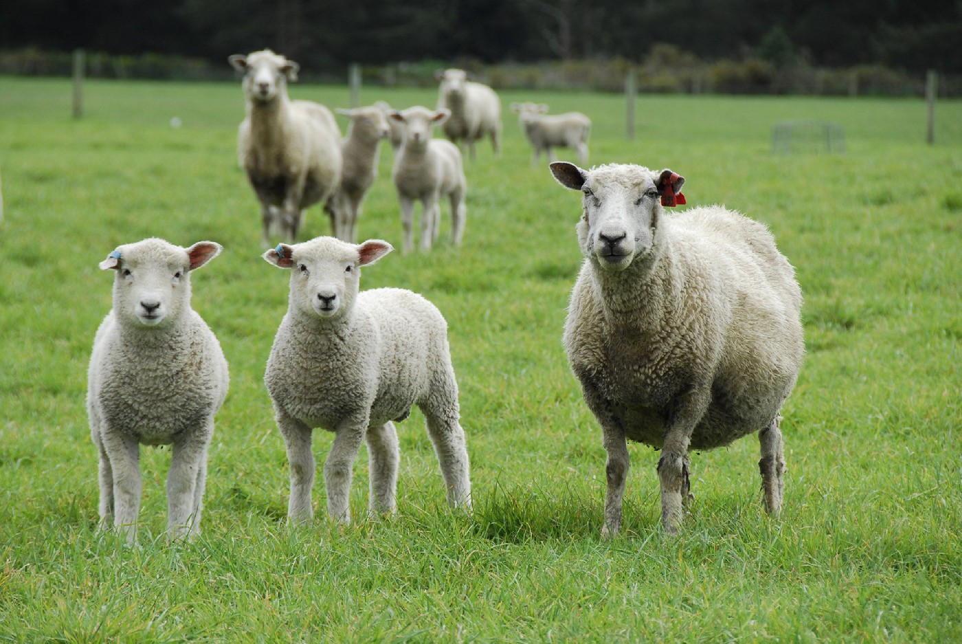 2 August 2016
Brown fat - why and what it is? 