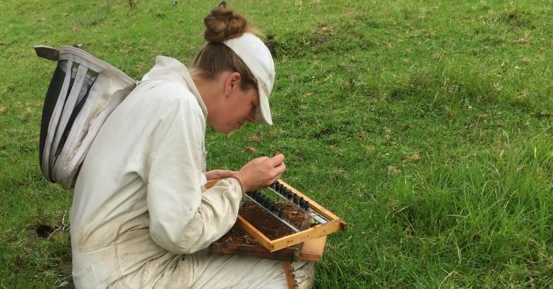 3 August 2016
Financial sting from honeybee loss