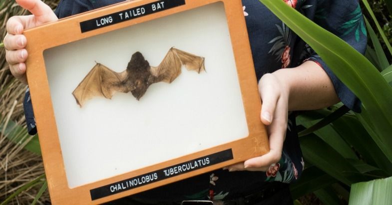 21 November 2016  
Batting around Banks Peninsula               