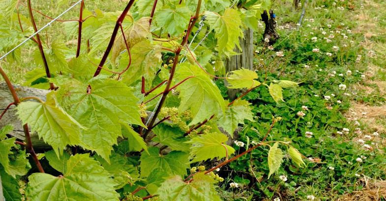 19 September 2016 
Controlling vines to suit the weather  
