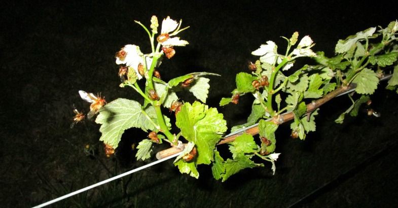 20 September 2016 
Beetle pest deterred by mussel shell mulch