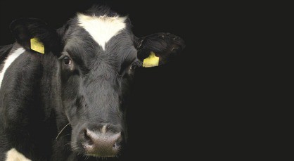 20 October 2016
&lsquo;Supercow&rsquo; genes sought by scientists 