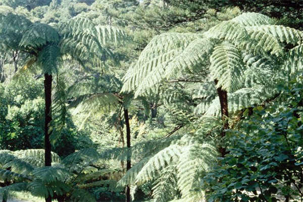 Ferns