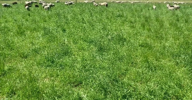 11 December 2025
Regenerative Agriculture Dryland Experiment Field Day