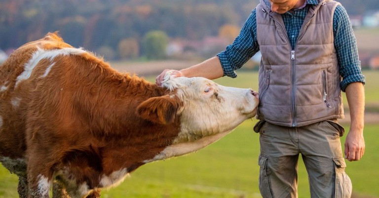 10 December 2025
Quantifying the multiple burdens of animal diseases