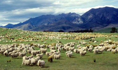 21 January 2019
Farmers financially prepared for setbacks