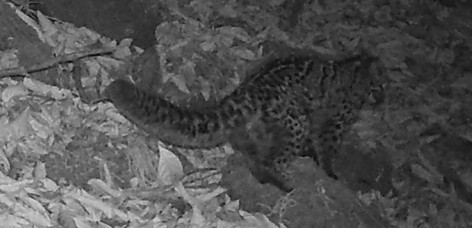 30 January 2019
Threatened cat caught on camera