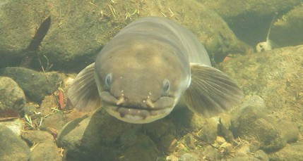 4 February 2019
Mahika kai central focus of mātauraka Māori at Lincoln