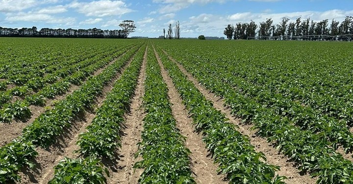 13 November 2025
Lincoln University and McCain Foods collaborate to establish the NextGen Regenerative Farm