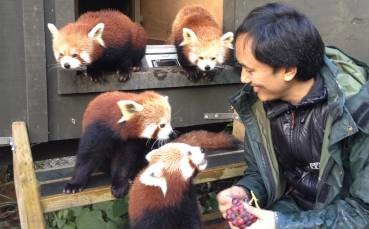 Sonam Lama shares grapes with a quartet of red pandas.

