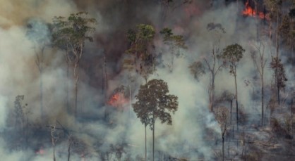 Image source: AFP / Greenpeace / Victor Moriyama