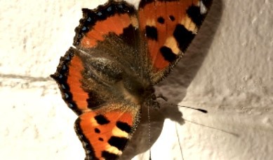 31 August 2019
Foreign visitor flies in through the window