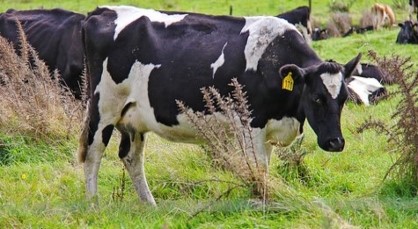 17 September 2019
Barn dairy&rsquo;s carbon footprint bigger than pasture-based