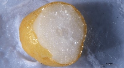  A coated granule made as part of the team’s research.