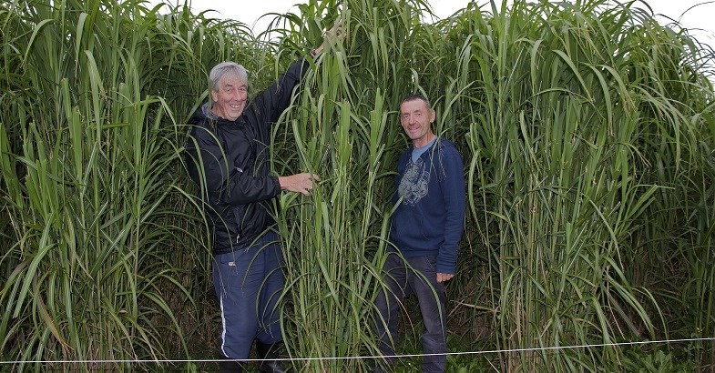 Professor Steve Wratten and former Lincoln University PhD student Chris Littlejohn with a miscanthus shelterbelt.