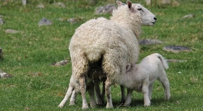 5 November 2019
Personal characteristics crucial to paying back farm debt