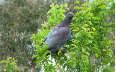 New Zealand pigeon | kererūNew Zealand pigeon | kererūNew Zealand pigeon | kererū