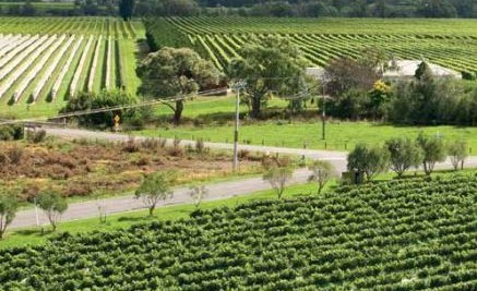 24 October 2012
 Viticulture programme with NMIT extended 