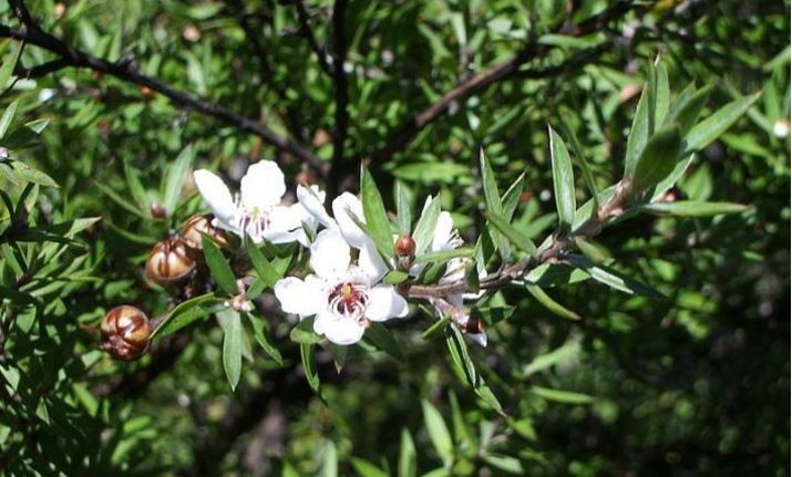 Image source: https://en.wikipedia.org/wiki/Leptospermum_scoparium#/media/File:Manukaflowers.jpgImage source: https://en.wikipedia.org/wiki/Leptospermum_scoparium#/media/File:Manukaflowers.jpg