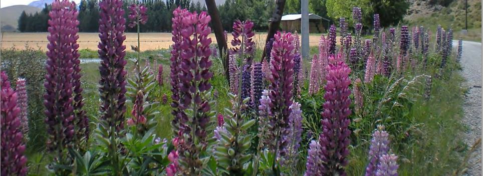 3 February 1993 
Second Thoughts Wanted on Lupin Spraying