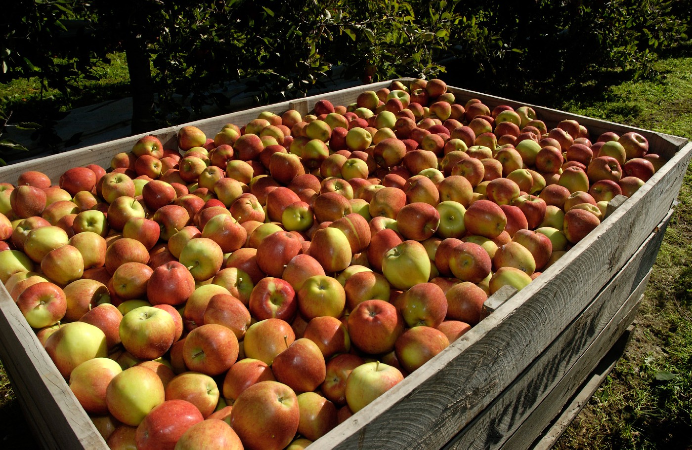 29 July 1994 
Lincoln Enhances Commitment to Horticulture